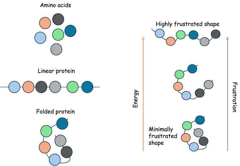Amino acid to protein structure organization